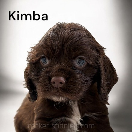 puppy, for, sale, Cocker Spaniel, Joe & Cherri  Overlease, dog, breeder, Miller, MO, dog-breeder, puppy-for-sale, forsale, nearby, find, puppyfind, locator, puppylocator, aca